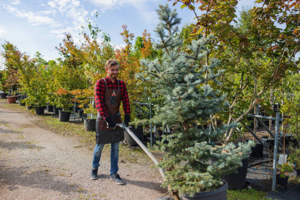 Best Emergency Tree Removal  in Atwater, MN